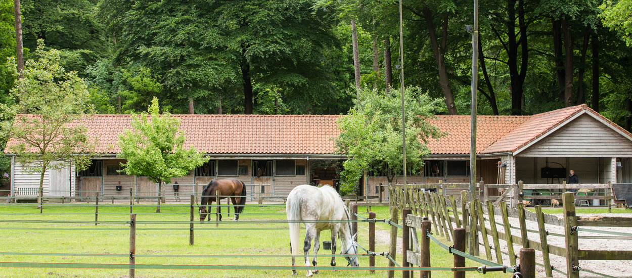 Manege met boxen voor gastpaarden | Hotel Het Roode Koper