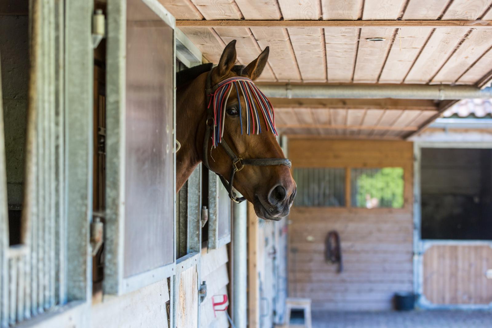 manege Het Roode Koper met boxen voor gastpaarden 