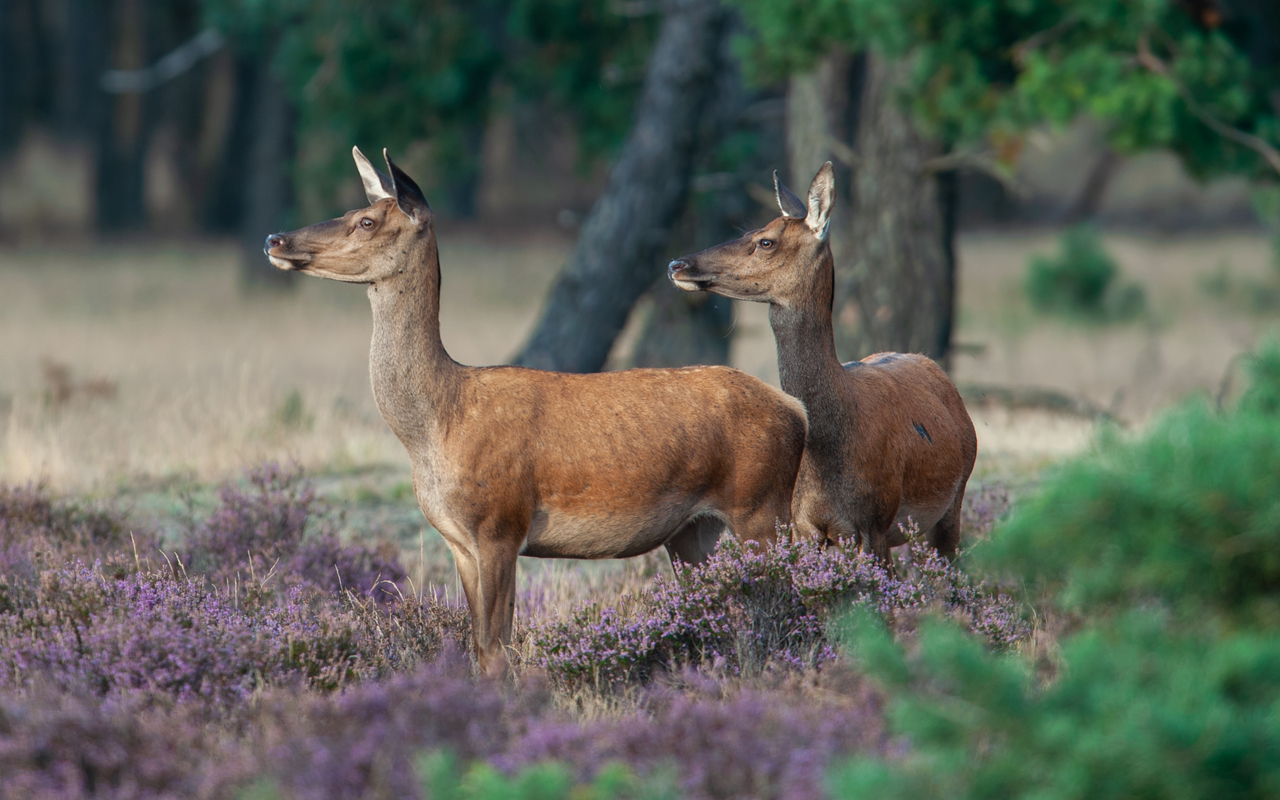 Ontdek de Veluwe vanuit Het Roode Koper Relais & Chateaux